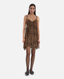 , LEOPARD, hi-res image number null